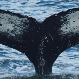 Fluke of Bonana