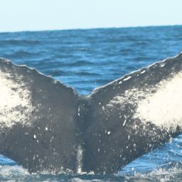 Fluke of HW-MN0103492