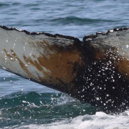 Fluke of Dakota