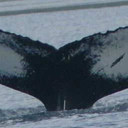 Fluke of HW-MN0103498