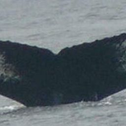 Fluke of HW-MN0103502