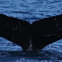 Fluke of HW-MN0200423