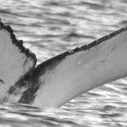 Fluke of HW-MN0200437