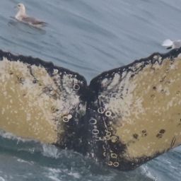 Fluke of HW-MN0200450