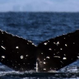 Fluke of HW-MN0420524