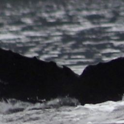 Fluke of Andes