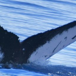 Fluke of HW-MN0444472
