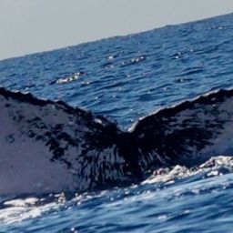 Fluke of HW-MN0444473