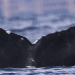 Fluke of HW-MN0444474
