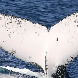 Fluke of HW-MN1106751