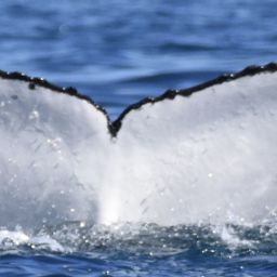 Fluke of HW-MN1106769