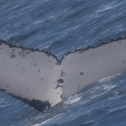 Fluke of HW-MN1106773