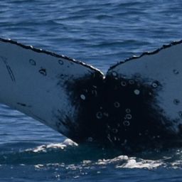 Fluke of HW-MN1106775