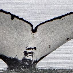Fluke of BCZ0547