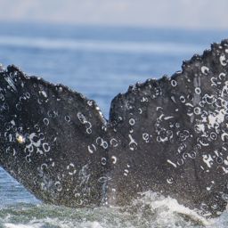 Fluke of CRC-21841
