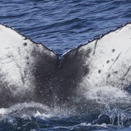 Fluke of 2022-2023 calf of CRC-15740