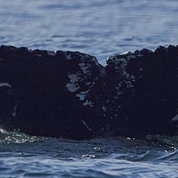 Fluke of CRC-21843