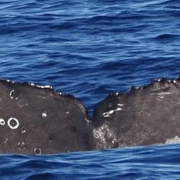 Fluke of CRC-21845
