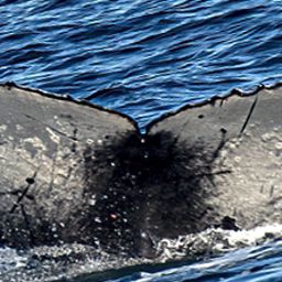 Fluke of CRC-21847