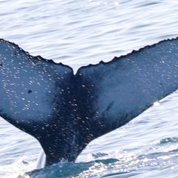 Fluke of CRC-21849