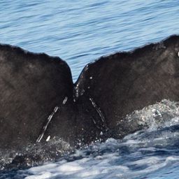 Fluke of CRC-21851