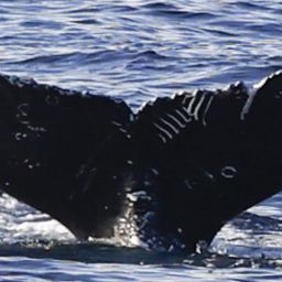 Fluke of CRC-21852