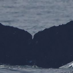 Fluke of CRC-21857