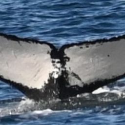 Fluke of CRC-21858