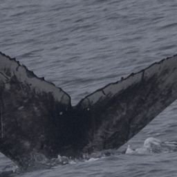 Fluke of CRC-21121