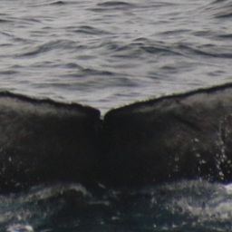 Fluke of CRC-21859