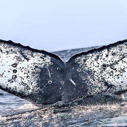 Fluke of Alcyone