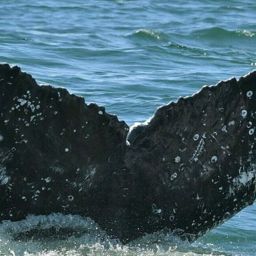 Fluke of HW-MN0802828