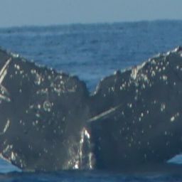 Fluke of PWF-NP_6678