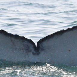 Fluke of 2023 Calf of Ampersand