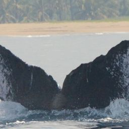 Fluke of CRC-10516