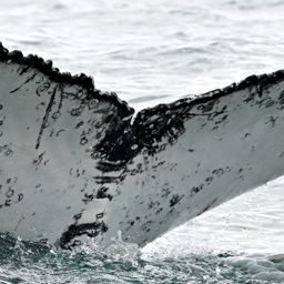 Fluke of HW-MN0802837
