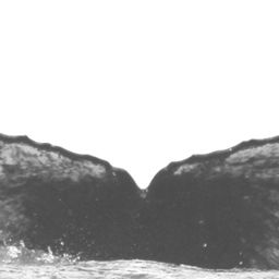 Fluke of Sara