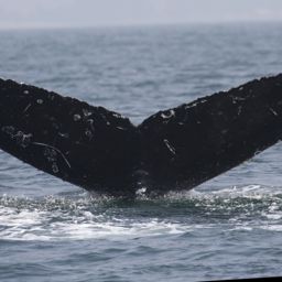 Fluke of CRC-12143