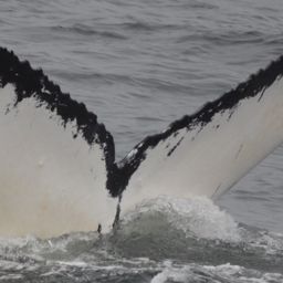 Fluke of SEAK-2292