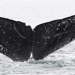 Fluke of CRC-15278