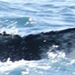 Fluke of Wodda