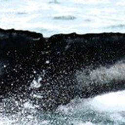 Fluke of Scar