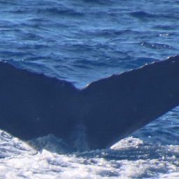 Fluke of PWF-NP_6830