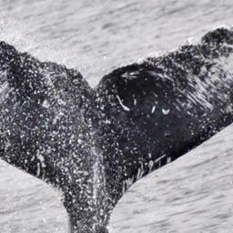 Fluke of Chinook