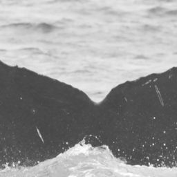 Fluke of CRC-12104