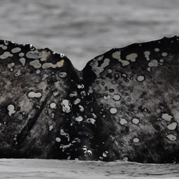 Fluke of HW-MN0802840