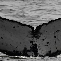 Fluke of HW-MN0802841