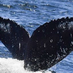 Fluke of HW-MN0802851