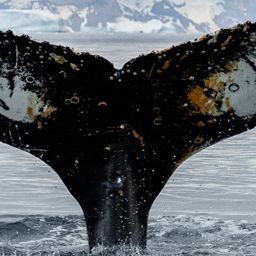 Fluke of HW-MN1305221