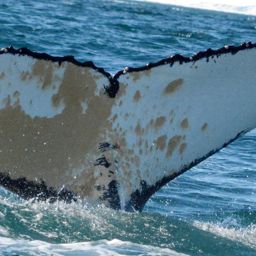 Fluke of BTBEL-Mn23_002F_PAL
